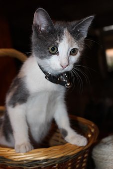 Free Cat Kitten photo and picture