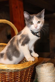Free Cat Kitten photo and picture