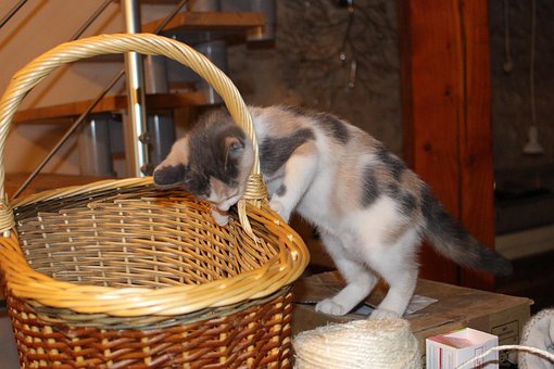 Free Cat Curious photo and picture