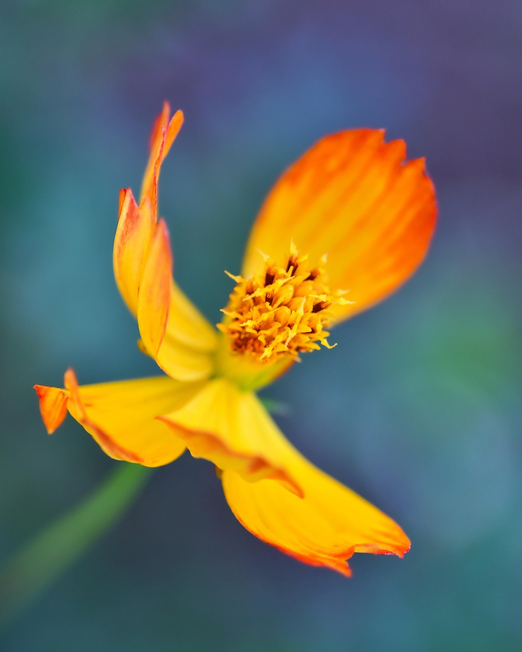 100+ Free Stigma & Flower Images - Pixabay