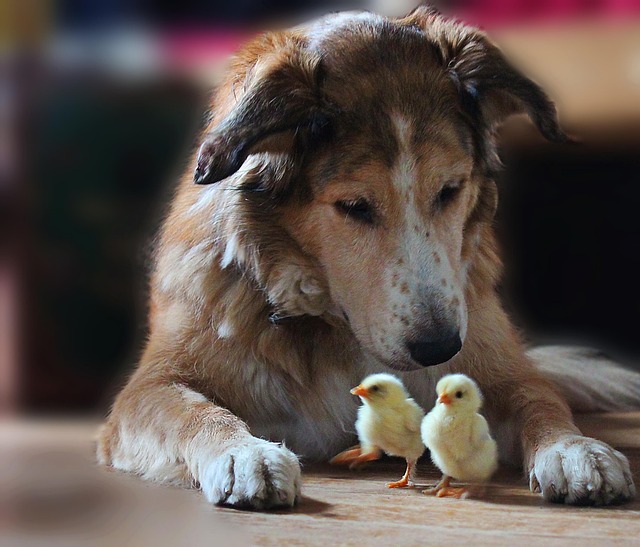 Hund, Küken, Tiere, Junge Vögel