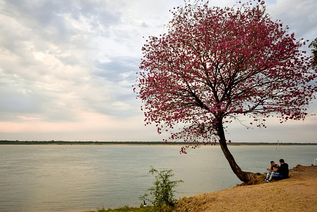 Free River Tree photo and picture