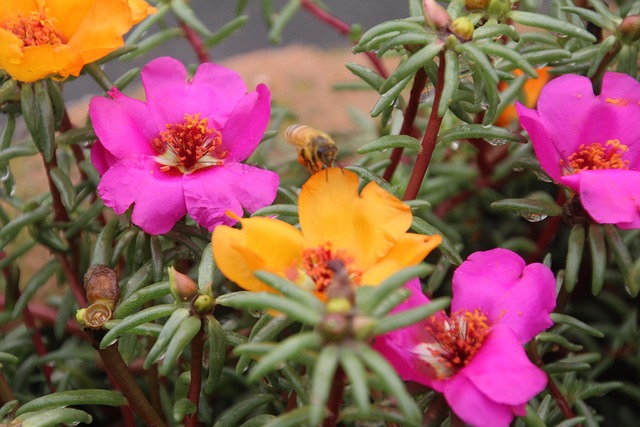 Free Flower Rossmoss photo and picture