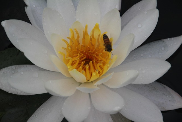 Free Flower White photo and picture