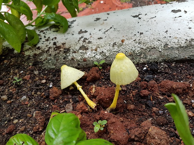 Free Yellow Houseplant Mushroom photo and picture