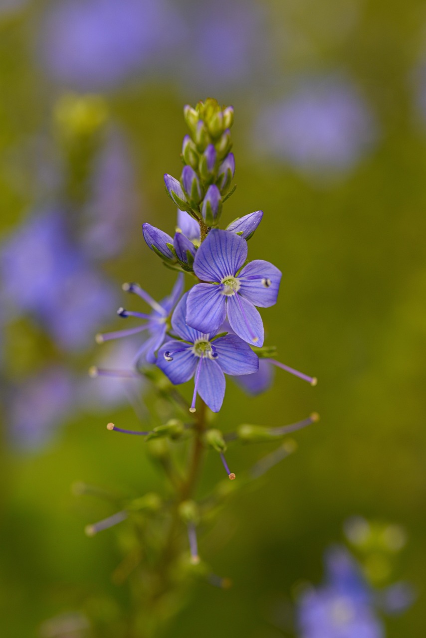 Broadleaf Speedwell Flowers Buds - Free photo on Pixabay - Pixabay