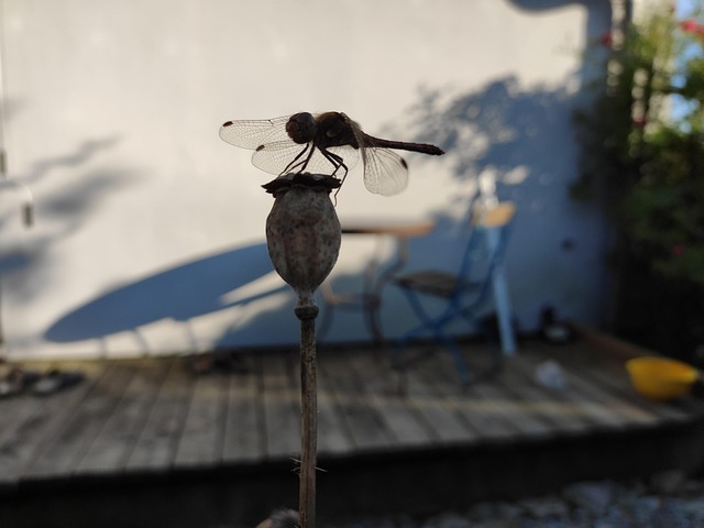 Free Dragon-Fly Poppy photo and picture