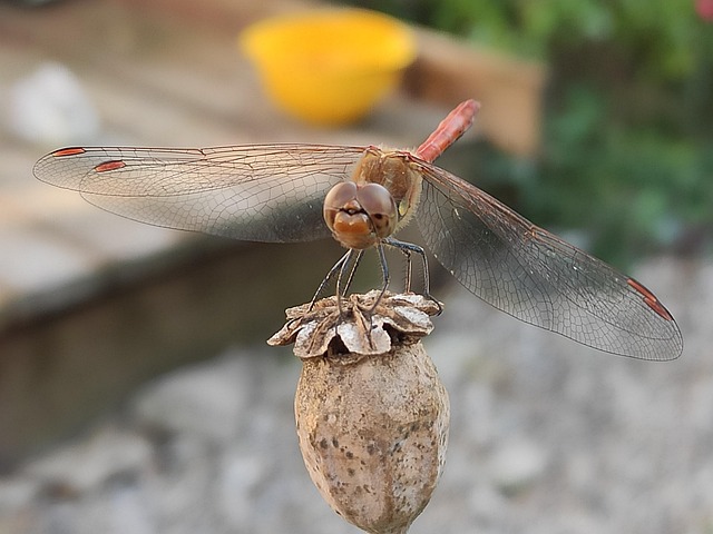 Free Dragonfly Dry Flower photo and picture