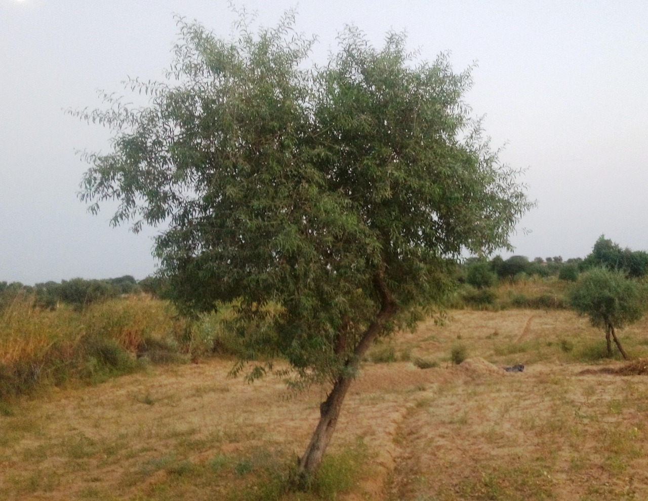 Maha Roida Khejri Roida - Kostenloses Foto auf Pixabay - Pixabay