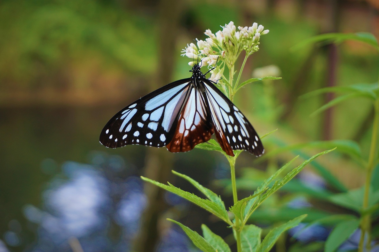 Butterfly Pollination Baby'S Free photo on Pixabay Pixabay