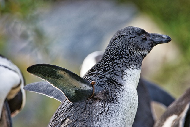 manchot-zoo-oiseau-photo-gratuite-sur-pixabay-pixabay