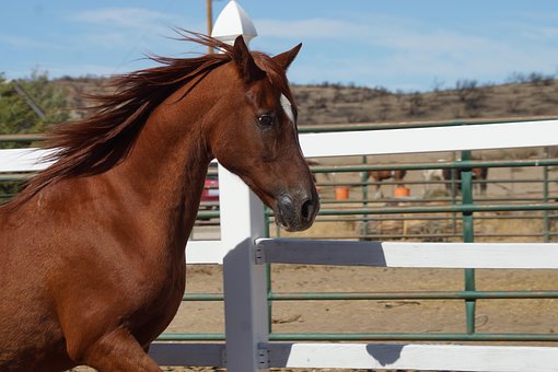 Free Horse Stallion photo and picture
