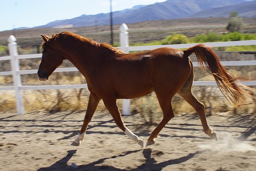 Free Horse Stallion photo and picture