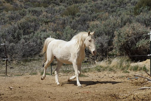 Free Horse Stallion photo and picture