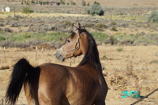 Free Arabian Horse Horse photo and picture