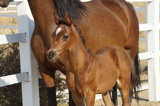 Free Foal Pony photo and picture