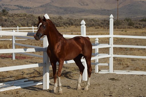 Free Foal Pony photo and picture