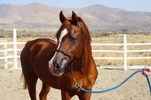 Free Foal Pony photo and picture