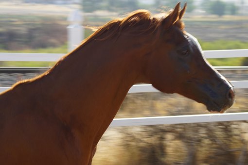 Free Arabian Horse Arabian Horses photo and picture