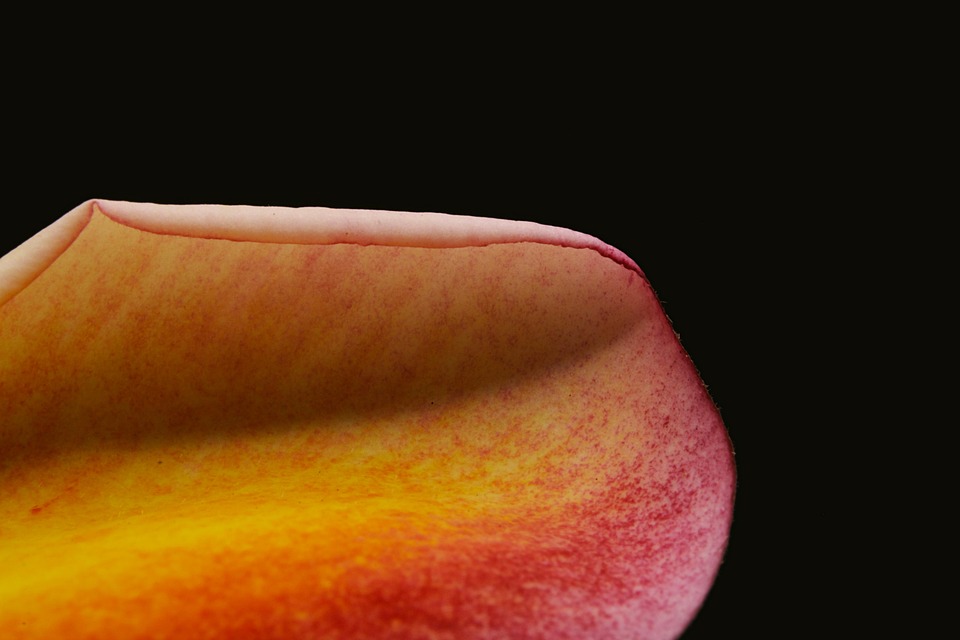 花弁 マクロ 閉じる - Pixabayの無料写真 - Pixabay