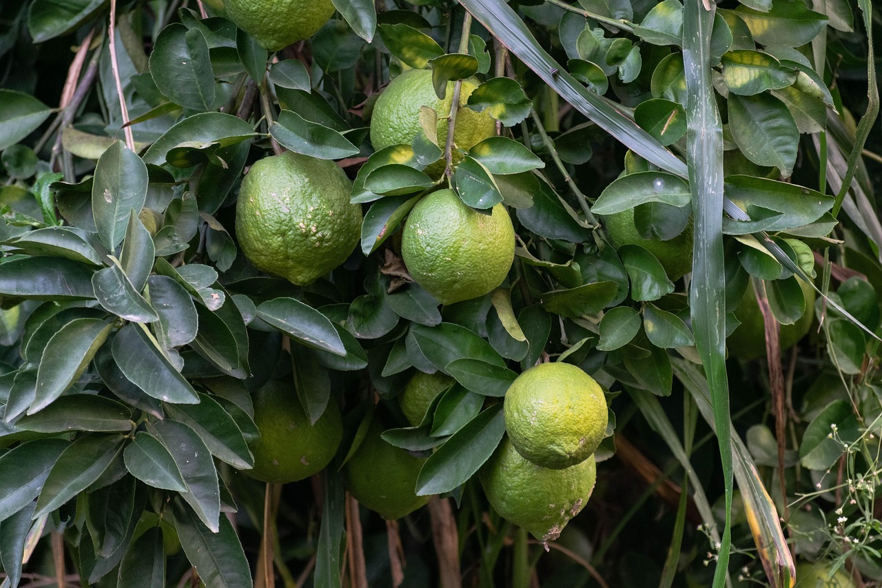 Citrus Fruits Fruit Free photo on Pixabay Pixabay
