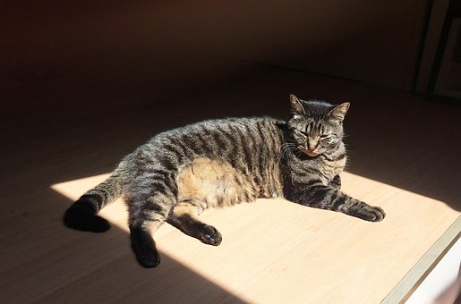 Gato, Animales, Lindo, Felino