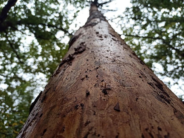 Borkenkäfer, Baum, Wald, Tot, Nadelbäume