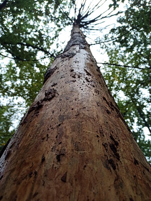 Baum, Stamm, Bellen, Baumstamm