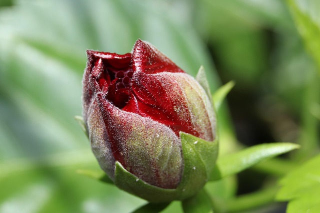 Bloem, Knop, Plantaardige, Bloom