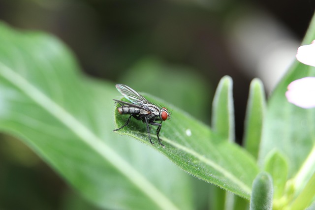 Vlieg, Blad, Natuur, Insect, Plaag, Dier