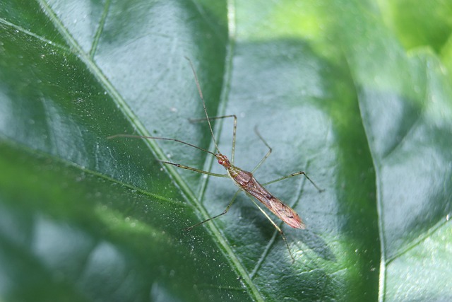 Insect, Blad, Vegetatie, Natuur, Green