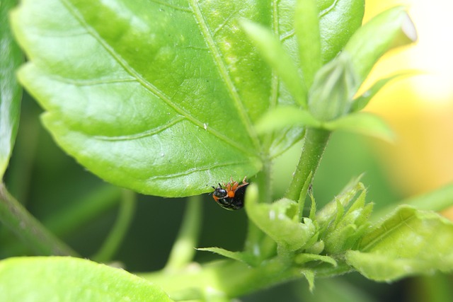 Lieveheersbeestje, Insect, Kever, Insect