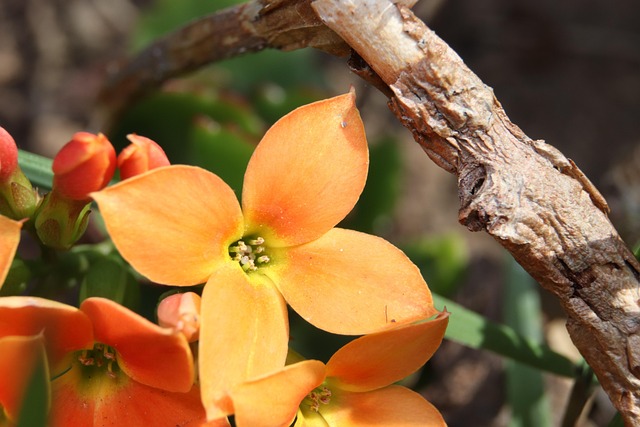Bloem, Bloemblaadjes, Knoppen, Takken