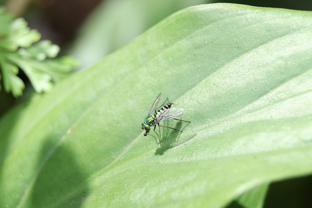 Insect, Kever, Insect, Vleugels, Blad