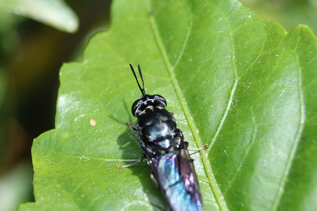 Insect, Kever, Insect, Antennes, Blad