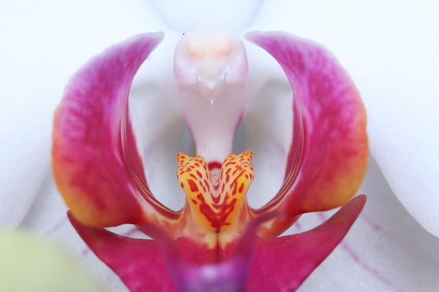 Orchid, Bloem, Plant, Natuur, Orchideeën