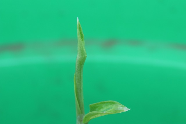 Plant, Green, Natuur, Gember, Blad, Tuin