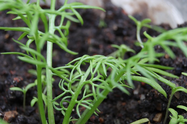 Kamille, Plantaardige, Tuin, Natuur