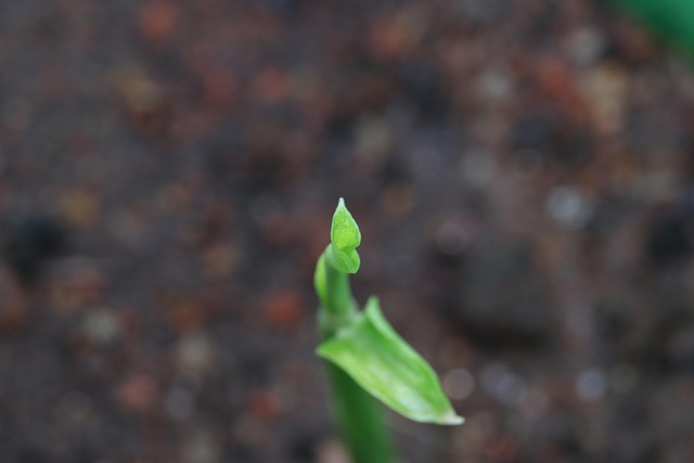 Wijzigingen, Plant, Blad, Plantation
