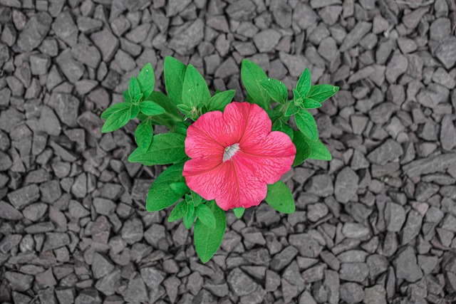 Free Flower Beautiful Flowers photo and picture