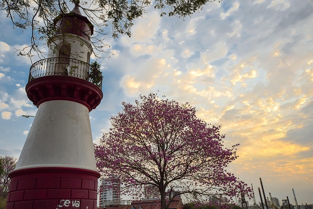 Free Lighthouse Trees photo and picture