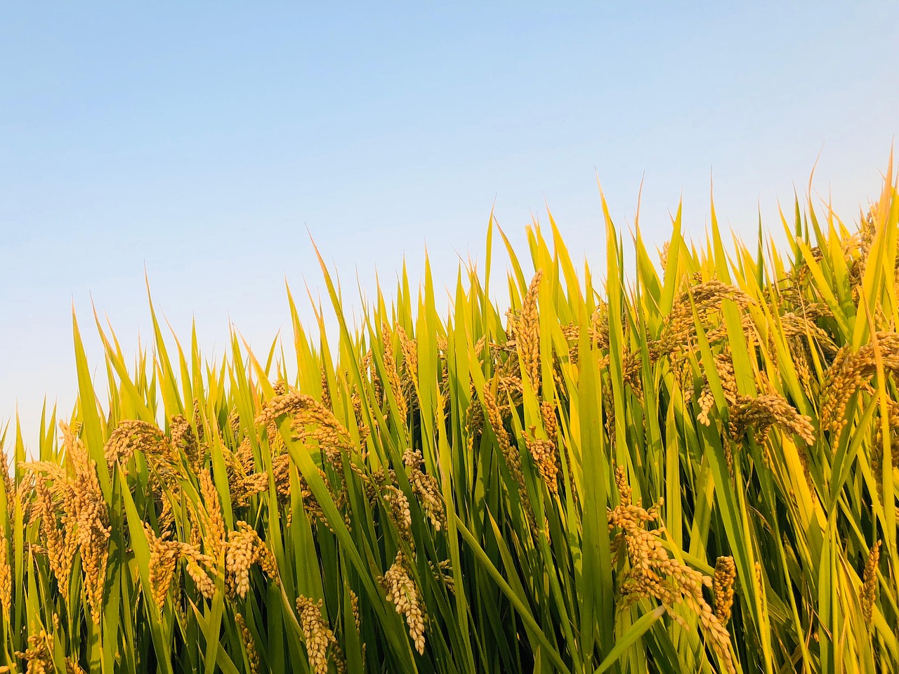 Rice Blue Sky Ear Of - Free photo on Pixabay - Pixabay
