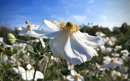 Free Japanese Anemone Flower photo and picture