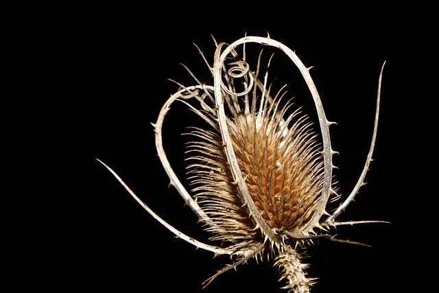 Free Teasel Plant photo and picture