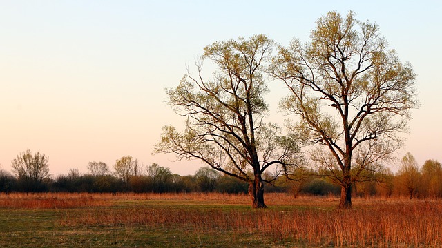 Free Trees Fields photo and picture