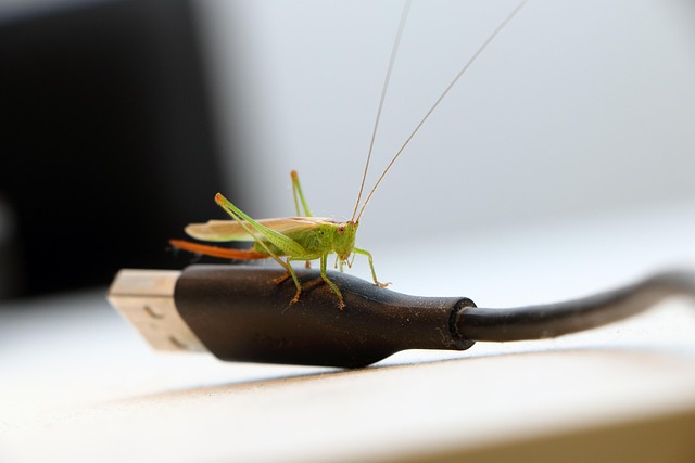 Free Grasshopper Insect photo and picture