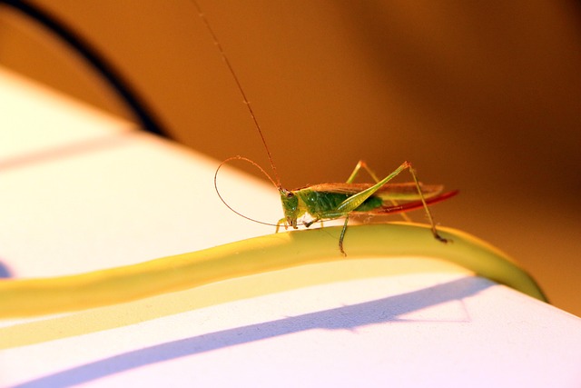 Free Grasshopper Insect photo and picture