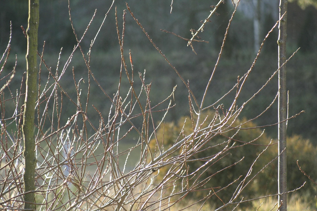 Spring Twigs Twigs Spring Bush - Free photo on Pixabay - Pixabay
