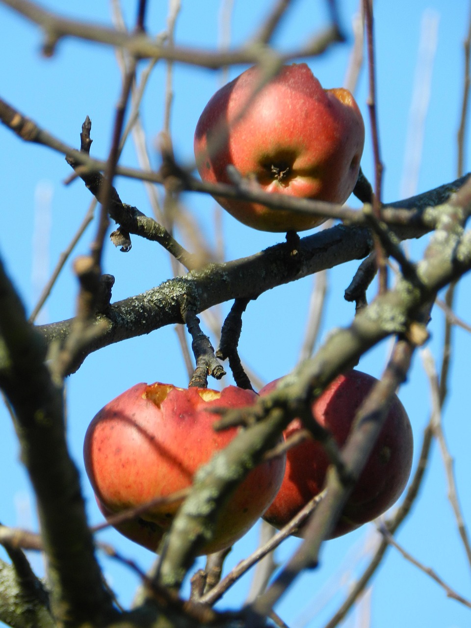 Apples Branches Tree Red Free photo on Pixabay Pixabay