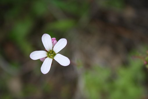 Free Flower White Flower photo and picture